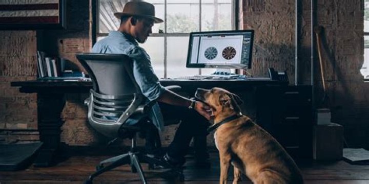 10 Awesome DIY Projects Every Pet Owner Would Love to Try