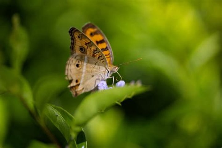 	$10 off admission at Butterfly World	