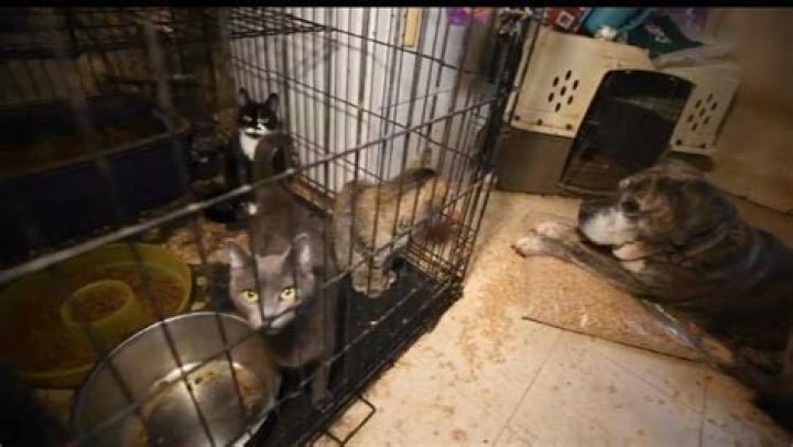 150 animals rescued from Washington, Westmoreland County properties