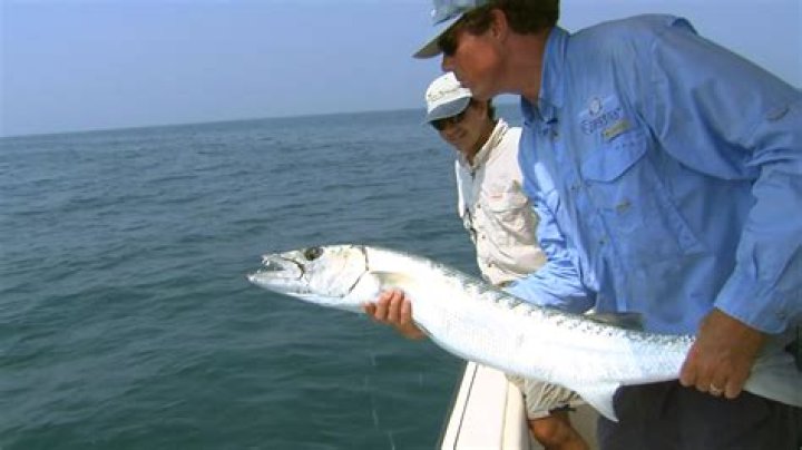 	7-year-old boy requires 18 stitches after rare barracuda bite	