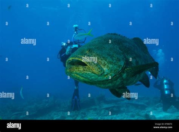 	800-pound goliath grouper puts divers and fishermen at odds	