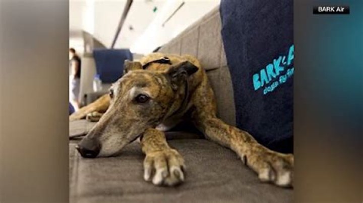 A new airline catering to canine passengers hits the runway