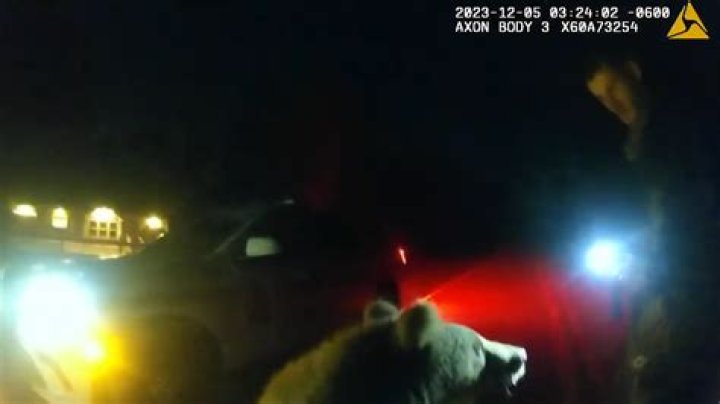 Alaskan Kodiak grizzly bear cubs found wandering Florida road, shock deputy