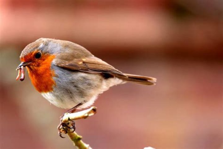 Alimentation Rouge Gorge