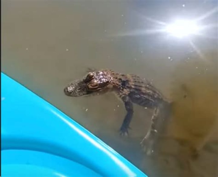 Alligator slips away from Pa home into river, is recaptured