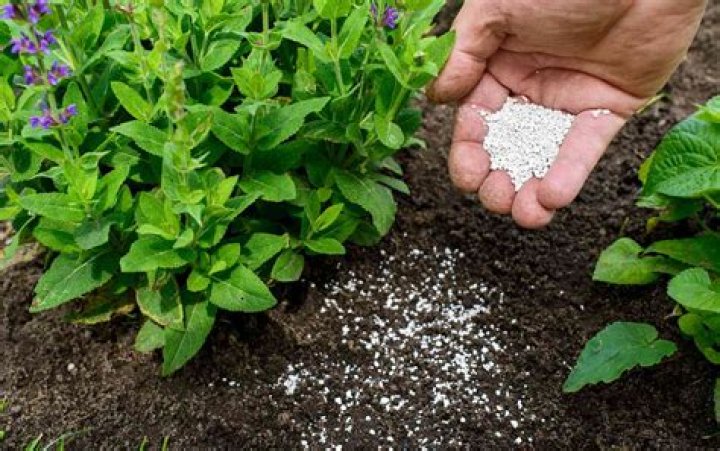 	AN EXPENSIVE FERTILIZER	