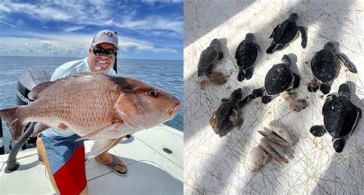 	Anglers stunned at unexpected find: 7 turtles in a trophy fish’s belly	