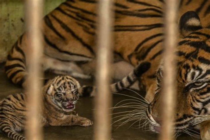 Are you contributing to animal abuse? Attractions to avoid on your next holiday