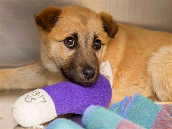 Arizona Humane Society details disturbing animal abuse investigation