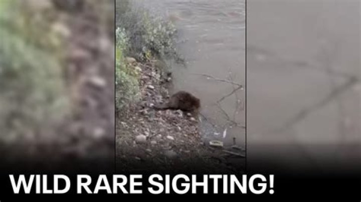 Beavers enjoying flooded waters at Tempe Town Lake