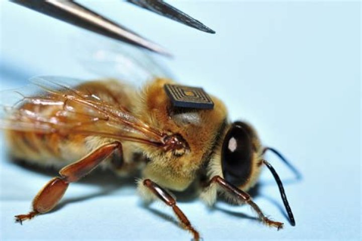 ‘Beepocalypse now’: Micro-sensors stuck to honey bees to help solve mass deaths