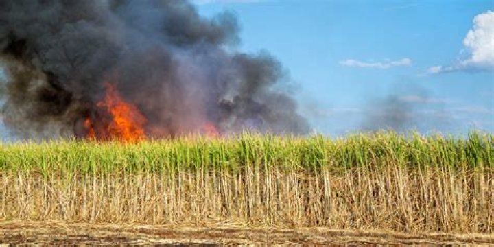 	Beginning of sugar cane harvest reignites field burning debate	