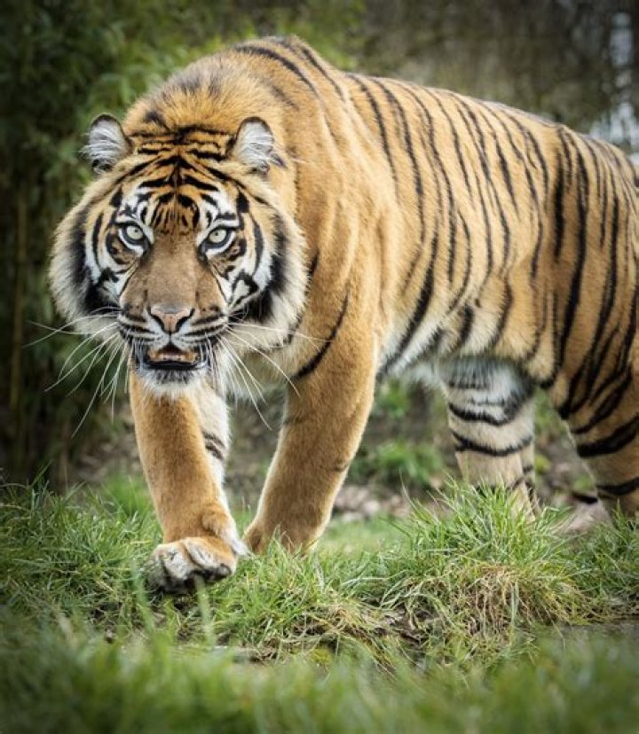 	BIG-CAT SANCTUARY TO LEAVE FORT PIERCE FOR ALABAMA	