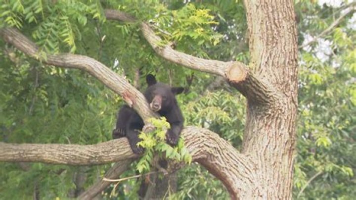 Black bear captured, tranquilized after roaming through NE DC backyards