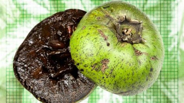 	BLACK SAPOTE: NATURE’S OWN CHOCOLATE PUDDING	