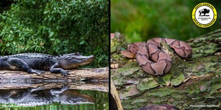 	‘Blackwater’ divers defy snakes and gators in quest for golf balls — and big paychecks	