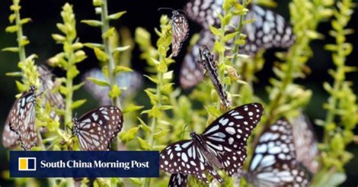 Butterfly's amazing flight from Japan to Hong Kong