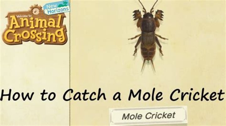 Catch a mole cricket in ACNH