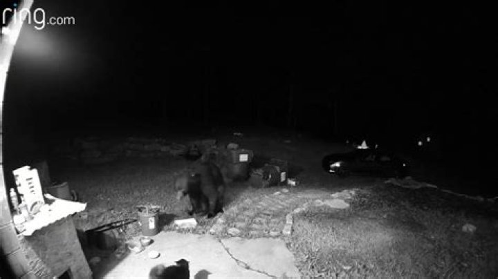 CAUGHT ON CAMERA | Brave cat confronts bear outside PA home