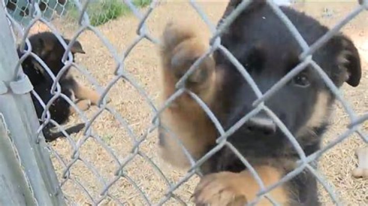 Central PA puppy breeder shares experience on 