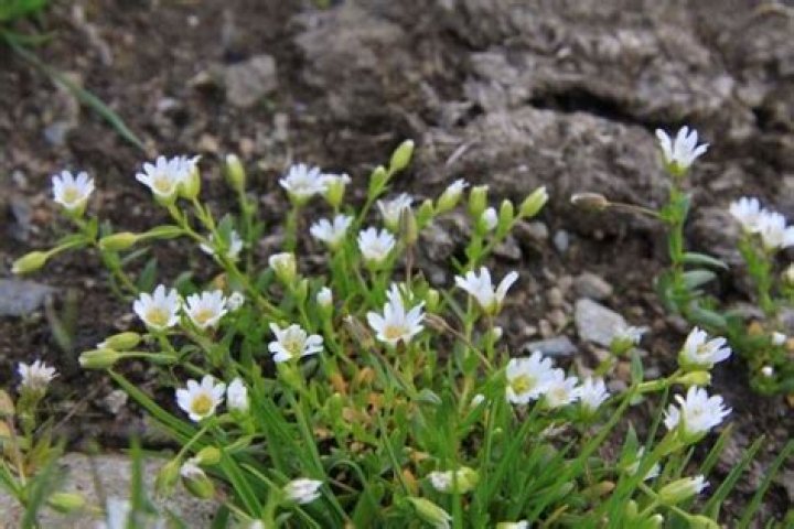 Cerastium cerastoides - Alchetron, The Free Social Encyclopedia