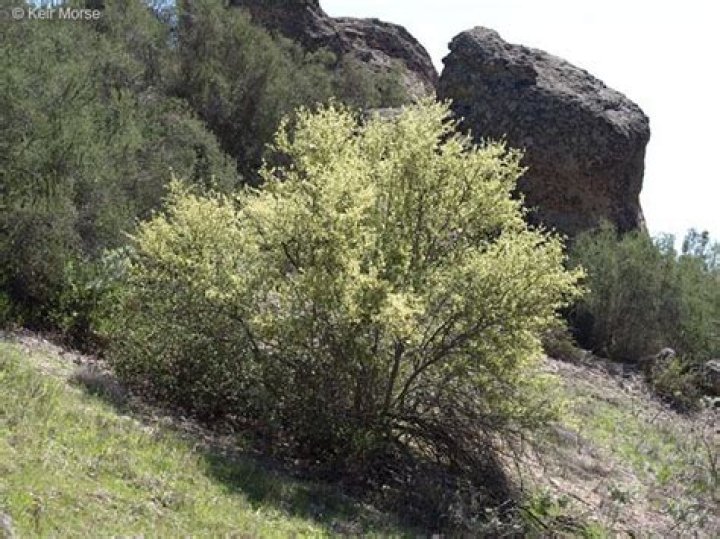 Cercocarpus betuloides - Alchetron, The Free Social Encyclopedia