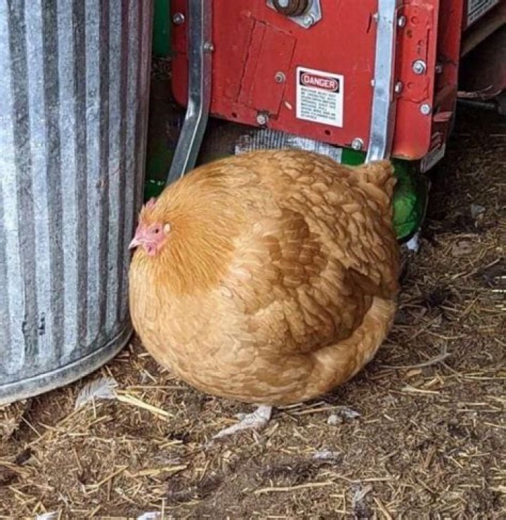 	Chicken is anything but little at Fat Rooster	
