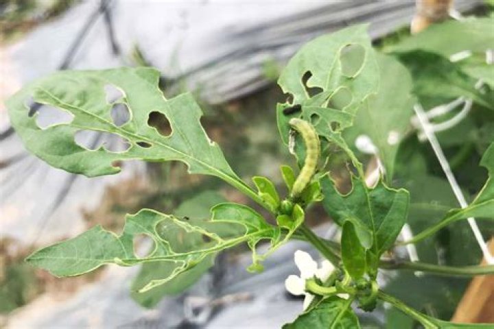 	CHILI PEPPER FIGHT LEAVES 4 HURT	