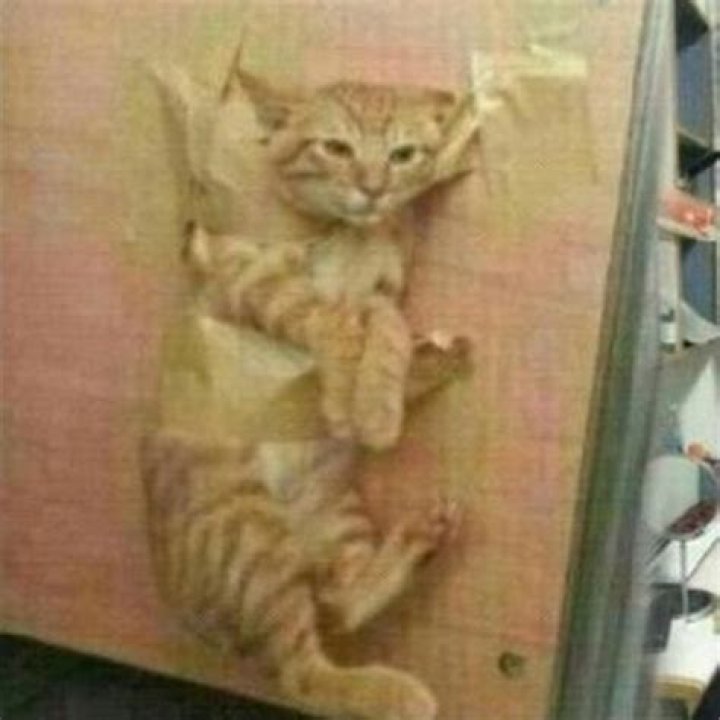 City University student who taped his cat to a wall turns himself in