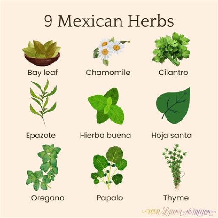 Colchero Ana: The Ultimate Guide To Understanding This Traditional Mexican Herbal Remedy