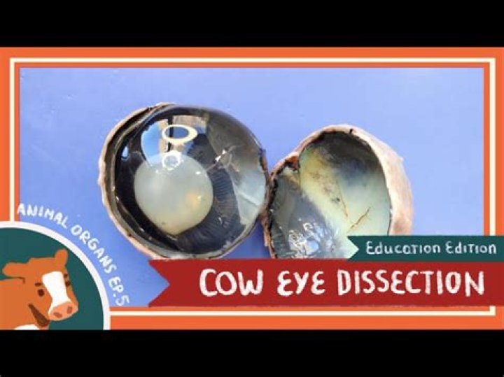 Cow Eye Dissection | DonorsChoose project by Mrs. Pigne
