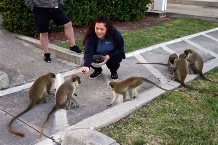 	Dania Beach monkeys get new landlord as Park ‘N Fly exits	