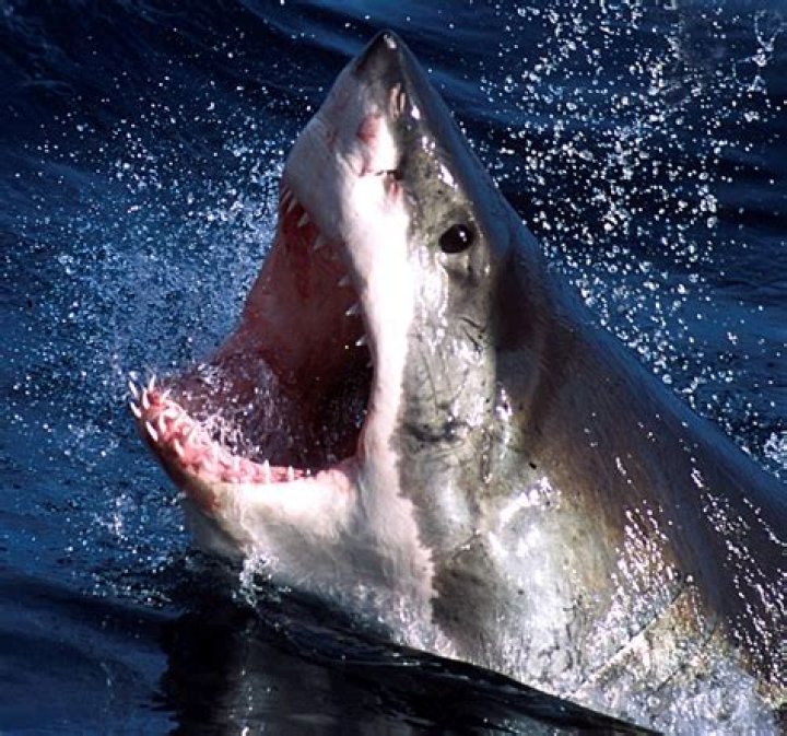	Daniel Gomez Fisherman Video: Exposing the Truth Behind the Viral Megalodon Hoax	