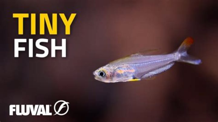 Discover The Tiny Fish With A Mighty Impact: The Anchovy