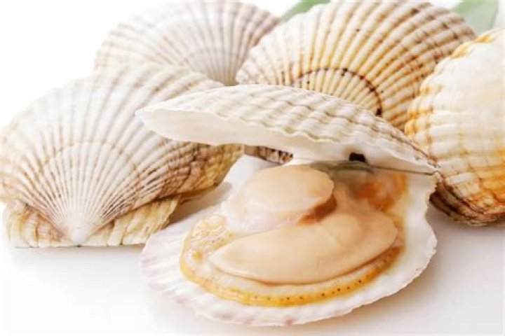 Discovering The Delight Of Panileche: A Culinary Treasure