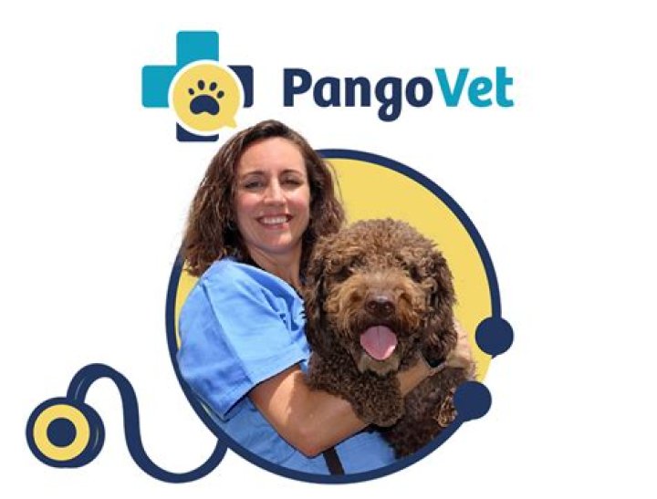 Does My Dog Miss My Ex? Vet Approved Explanation | PangoVet