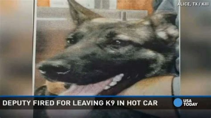 Dog dies after being found unattended in hot car