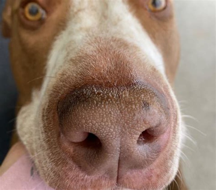 	Dog’s nose changes color	