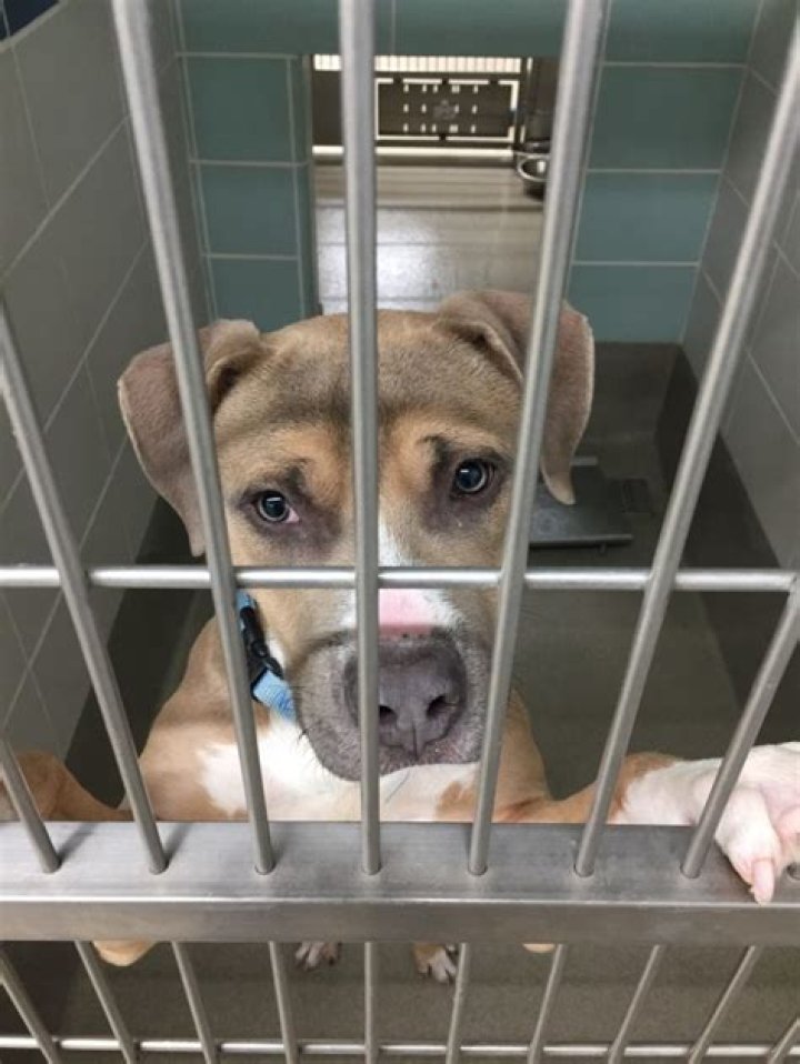 	Dogs left bloodied by kennel grates at Broward’s new pet shelter	