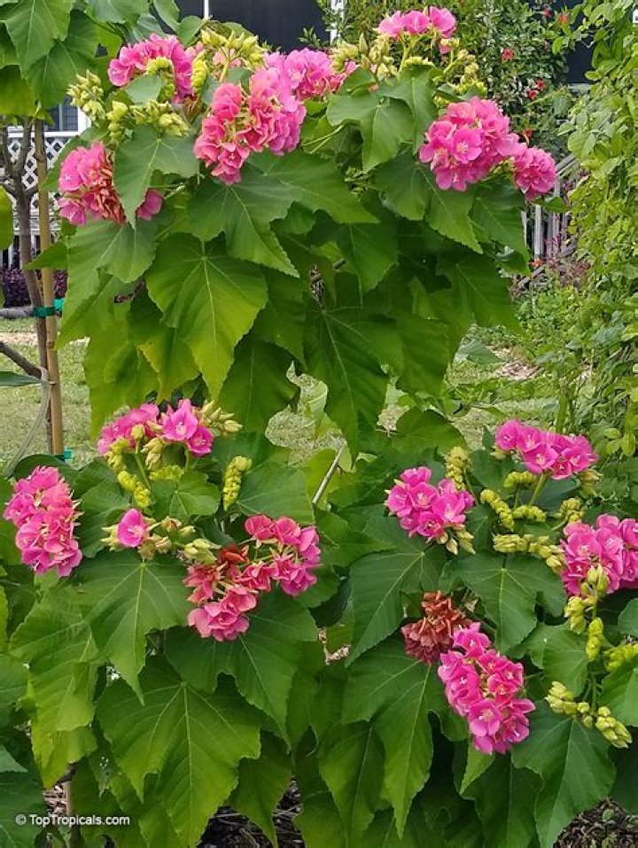 	Dombeya recalls beauty of hydrangea	