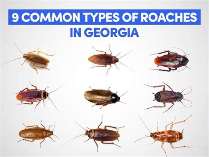 Dozens of roaches found inside Johnstown restaurant, forcing its closure, state says