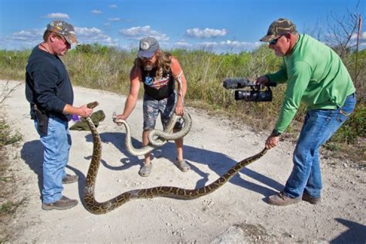 	Easy money? Not for python hunters who grapple with Everglades giants for $8.10 an hour	