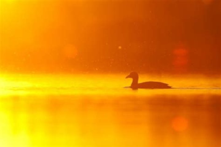 Eleven Rules of GOLDEN MANIFESTATION WITH VK