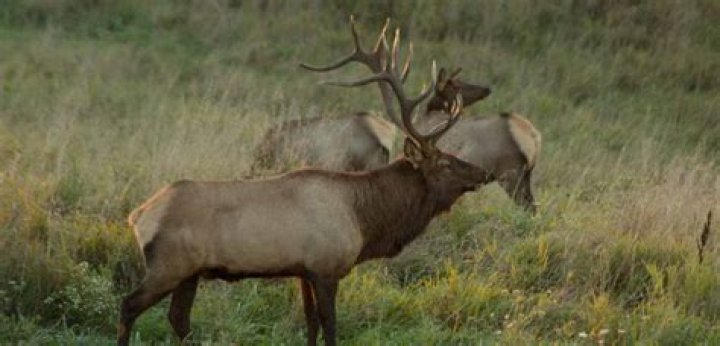 Elk viewing season underway