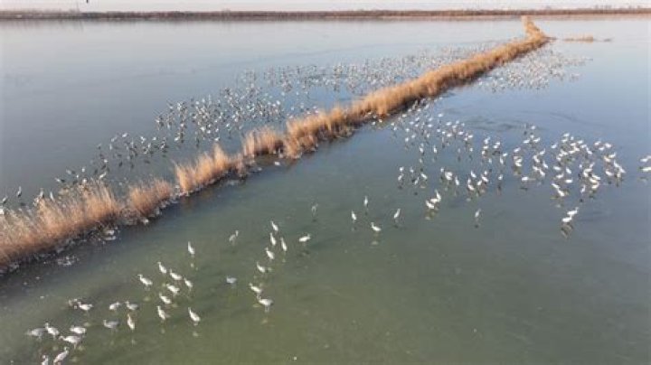 Endangered birds spotted in central China - Xinhua