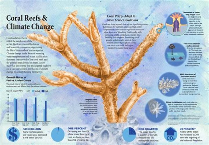 
Environment |	Can Florida’s corals survive climate change? Fate of one small reef may hold the answer	