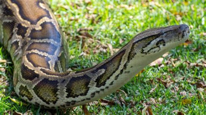 
Environment |	‘It was insane’: Second-heaviest Burmese python caught in Florida — a 198-pound beast	