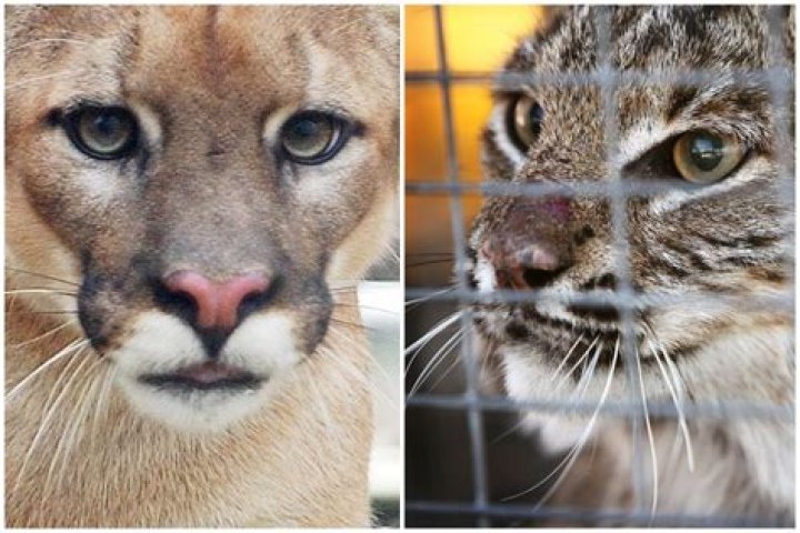 
Environment |	Was it a panther or bobcat spotted in Palm Beach County? State wildlife officials weigh in.	