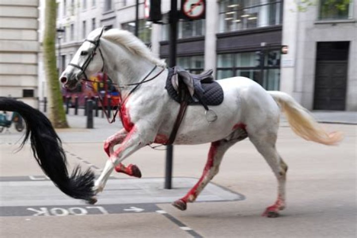 Escaped cavalry horses run loose in central London, injuring 4 people during rush hour