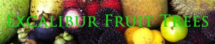 	Excalibur Fruit Trees in Lake Worth	